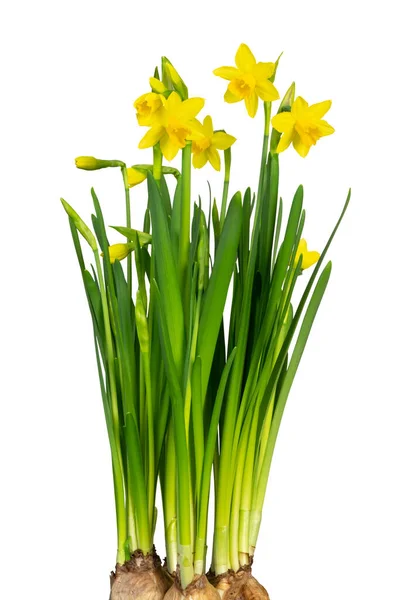 Beautiful Daffodil Narcissus Daffodil Amaryllidaceae Ізольований Білому Тлі Включаючи Відсікання — стокове фото