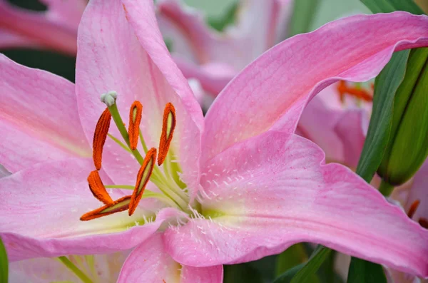 Vacker Rosa Lilja Blomma Trädgården — Stockfoto