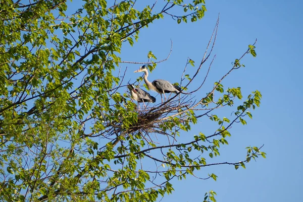 Paar Grijze Reigers Nest — Stockfoto