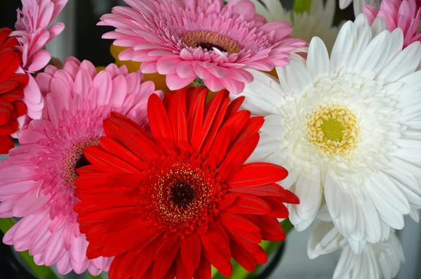 Hermosas Flores Gerberas Jarrón — Foto de Stock