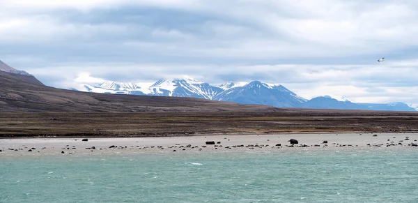 Spitsbergen Deki Billefjord Kıyısında — Stok fotoğraf