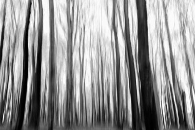 Beech Tree Forest in Winter, shot Blurred by Intentional Camera Movement (ICM) clipart