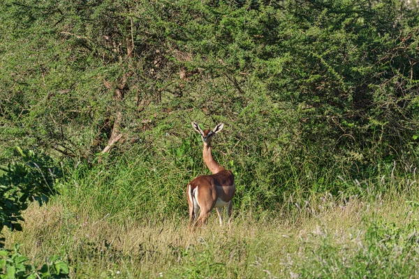 Antilopen Het Nationaal Park Tsavo East Tsavo West Amboseli Kenia — Stockfoto