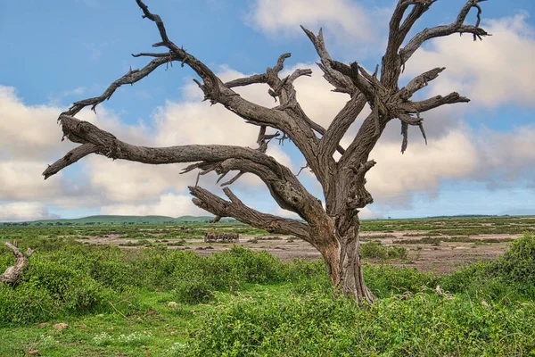 Olifanten Het Tsavo East Tsavo West National Park Kenia — Stockfoto