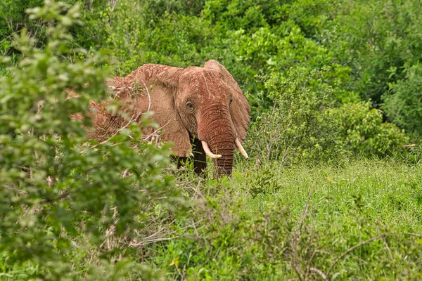 Elefántok Tsavo Keleten Tsavo West Nemzeti Parkban Kenyában — Stock Fotó