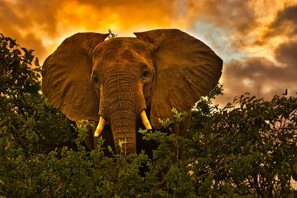 Elefantes Tsavo East Tsavo West National Park Quênia — Fotografia de Stock