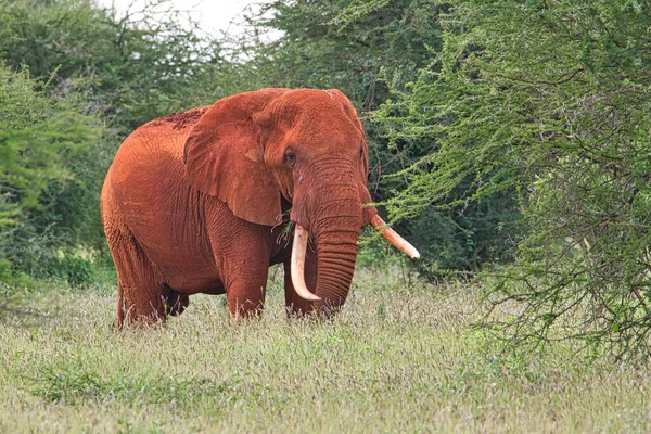 Elefántok Tsavo Keleten Tsavo West Nemzeti Parkban Kenyában — Stock Fotó