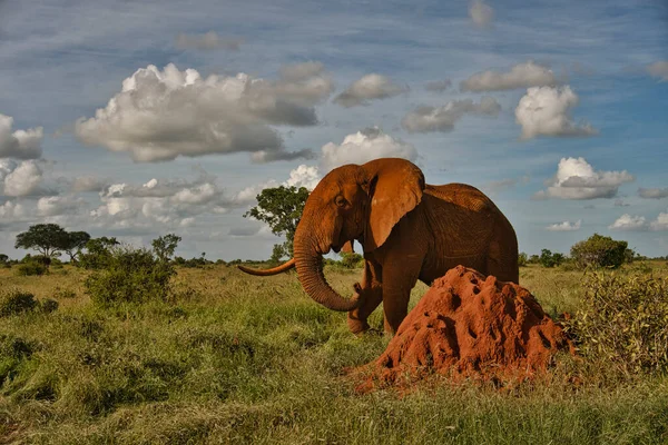 Elefántok Tsavo Keleten Tsavo West Nemzeti Parkban Kenyában — Stock Fotó