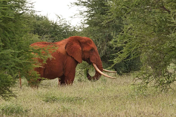 Elefántok Tsavo Keleten Tsavo West Nemzeti Parkban Kenyában — Stock Fotó