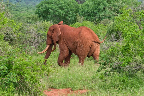 Elefántok Tsavo Keleten Tsavo West Nemzeti Parkban Kenyában — Stock Fotó