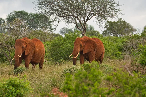 Elefanten Tsavo East Und Tsavo West Nationalpark Kenia — Stockfoto