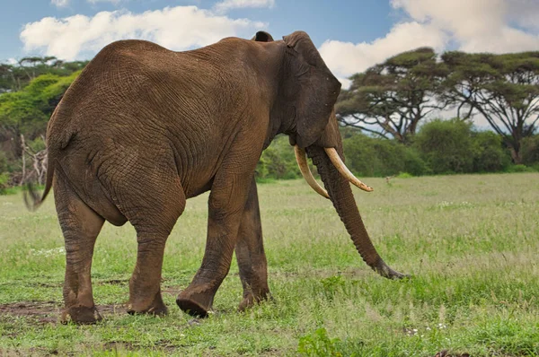 Elefántok Tsavo Keleten Tsavo West Nemzeti Parkban Kenyában — Stock Fotó