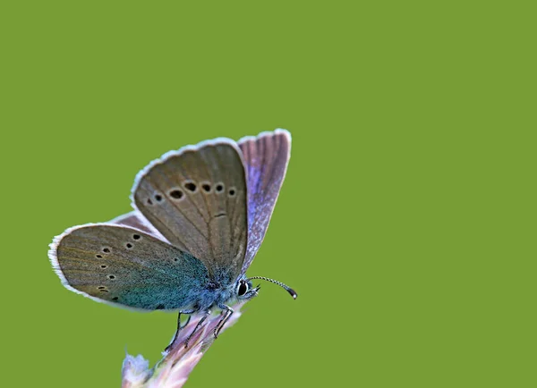 Kırmızı Yonca Mavi Polyommatus Yarıargus — Stok fotoğraf