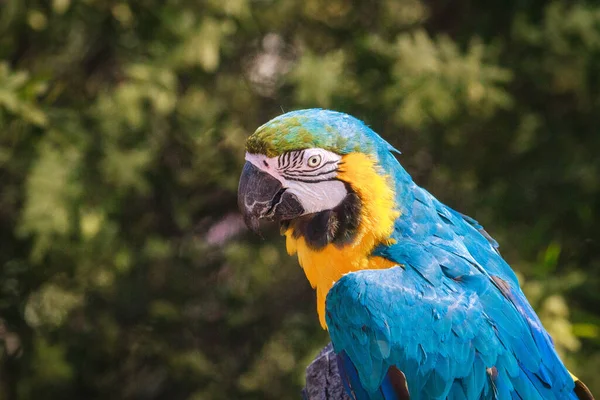 Colorido Pájaro Guacamayo Playa — Foto de Stock