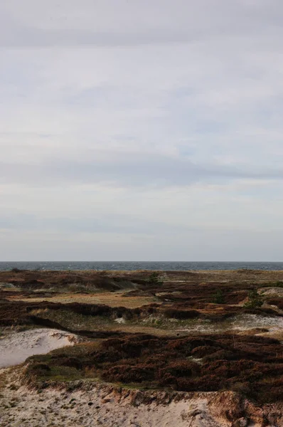 Entspannen Kann Man Der Schönen Dünenheide Nationalpark Hiddensee Zwischen Vitte — Stockfoto