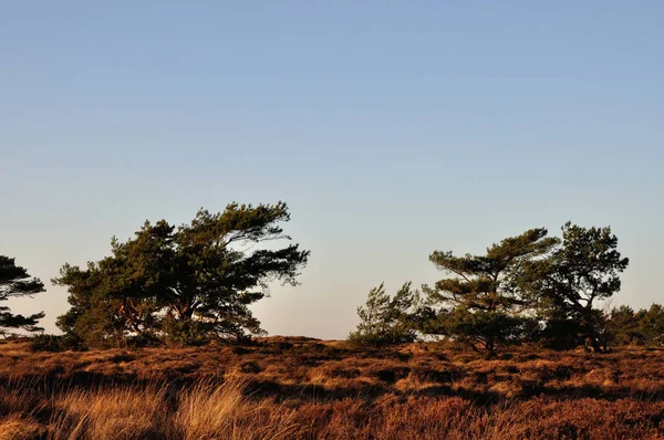 Vitte Neuendorf Arasındaki Hiddensee Ulusal Parkı Ndaki Güzel Kumul Fundalığında — Stok fotoğraf