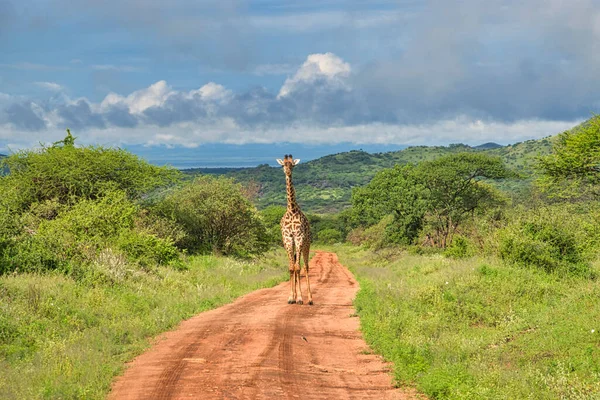 Girafes Dans Tsavo East Tsavo West Parc National Amboseli Kenya — Photo