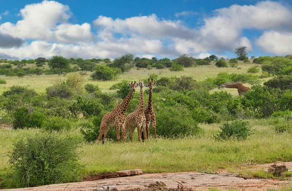 Giraffen Het Tsavo Oosten Tsavo West Amboseli Nationaal Park Kenia — Stockfoto