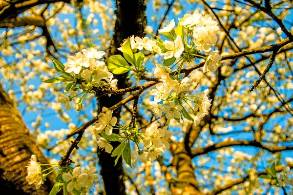 Cherry Blossom Blue Sky — Stock Photo, Image