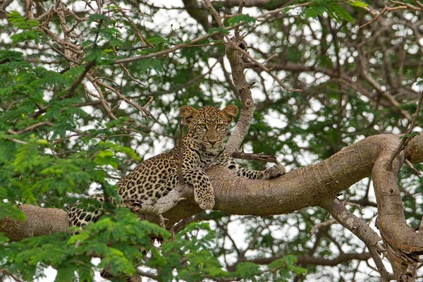 Leopárd Szavannában Tsavo Keleti Tsavo West Nemzeti Parkban — Stock Fotó