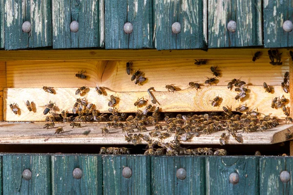 Królowa Pszczół Pszczelarstwo Republice Czeskiej Pszczoła Miodna Szczegóły Ula Plastry — Zdjęcie stockowe