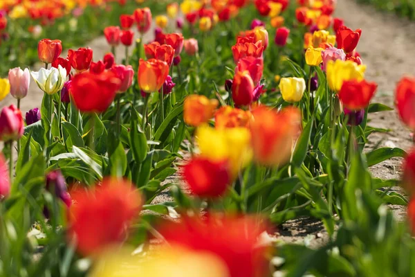 Campo Tulipas Colorido Sol Amarelo Vermelho Rosa Branco Tulipas Luz — Fotografia de Stock