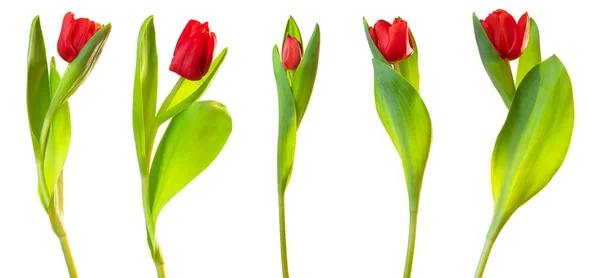 Red Bouquet Tulips Lily Family Liliaceae Isolated White Background Including — Stock Photo, Image