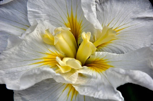 Flor Branca Amarela — Fotografia de Stock