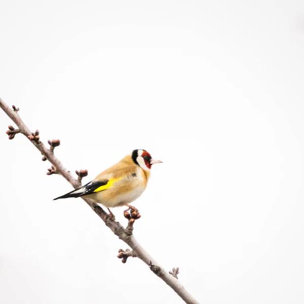 Goldfinch Větvi Stromu Divočině — Stock fotografie