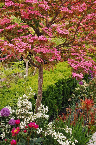 Hermosas Flores Jardín — Foto de Stock