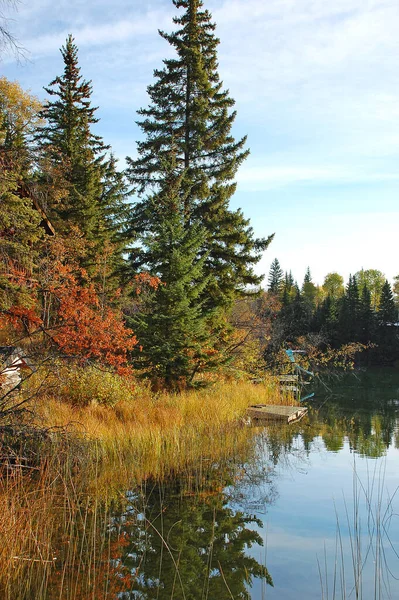 Bellissimo Paesaggio Autunnale Con Alberi Foresta — Foto Stock