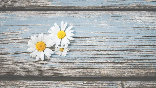 Daisies Flowers Blue Wood Background Text Space Template Design — Stock Photo, Image