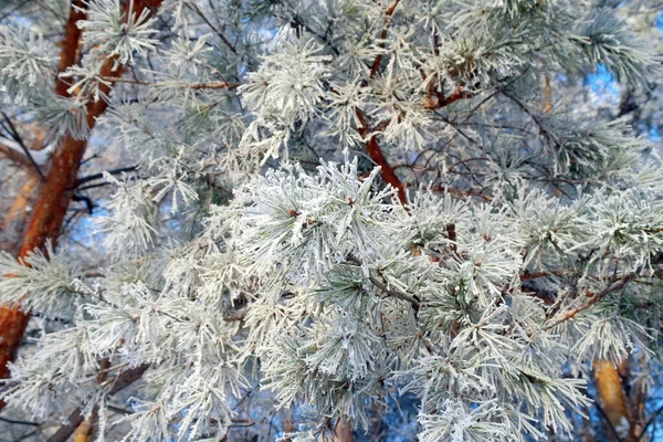 雪のクリスマスツリー — ストック写真