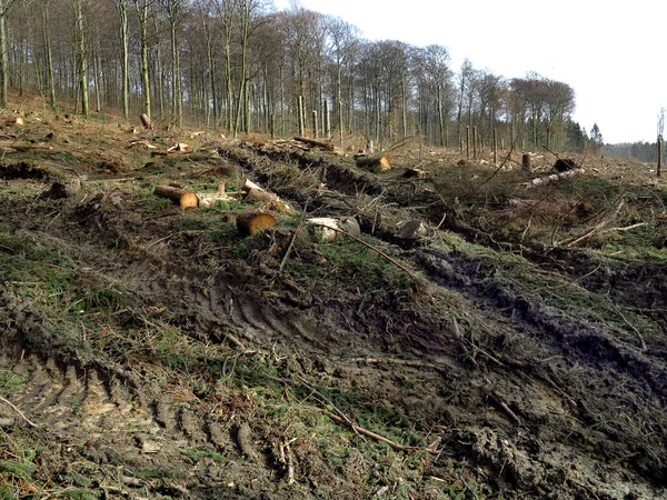 德国北莱茵威斯特法伦州Arnsberger Wald森林砍伐区被毁的林地 泥里有收割机的痕迹 — 图库照片