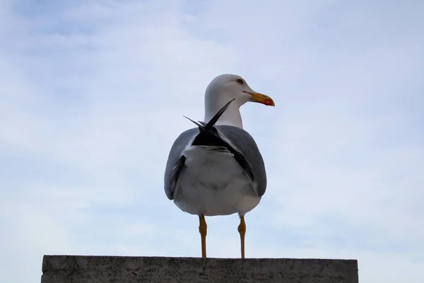 Eine Möwe Ostseestrand Gehört Einfach Dazu — Stockfoto