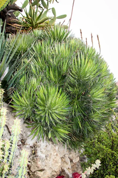 Cactus Dans Environnement Méditerranéen Dans Lequel Ils Sont Adaptés Manière — Photo