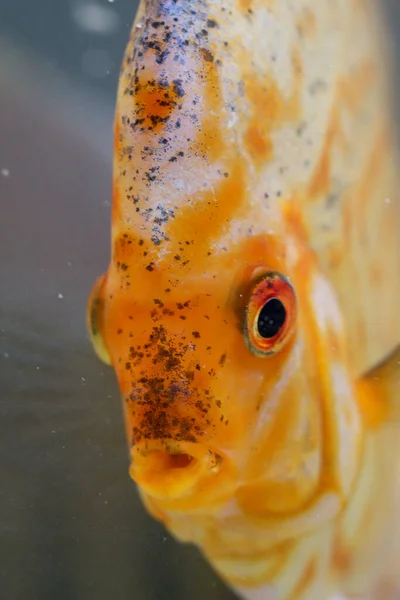 Porträt Eines Diskusfisches Aquarium — Stockfoto