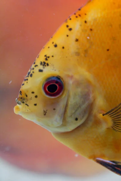 Portrait Poisson Discus Dans Aquarium — Photo