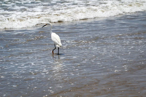 Ibis Blanc Sur Côte Océan Pacifique — Photo