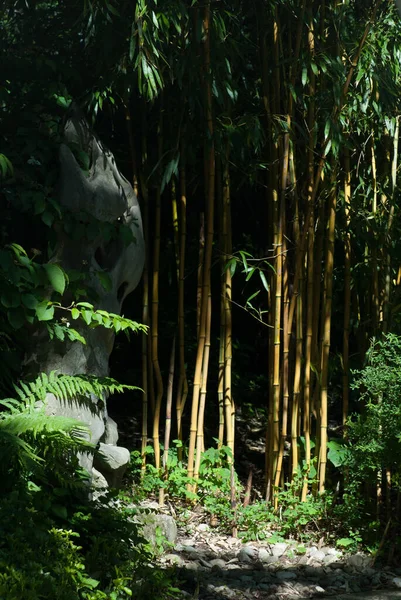 Beautiful Tropical Forest Jungle — Stock Photo, Image