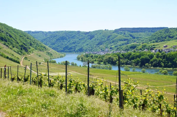 Moselle Valley Com Briedel Primavera Vista Outro Lado Rio — Fotografia de Stock