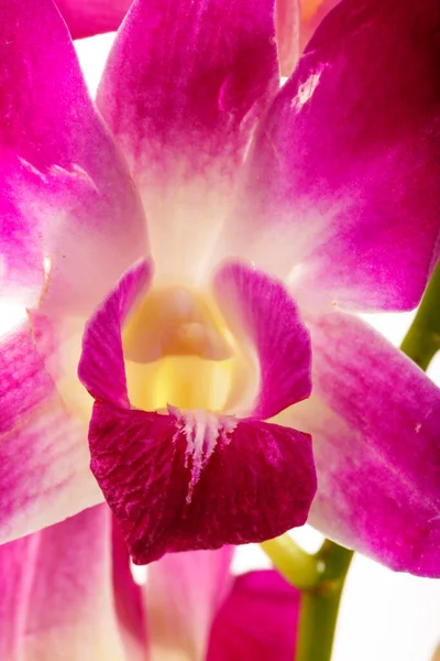 Schöne Orchideenblume Mit Tautropfen — Stockfoto