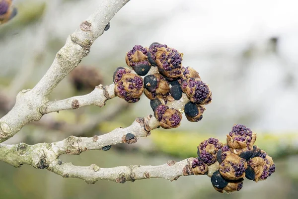 Violet Flower Buds Ash Tree European Ash Common Ash Fraxinus — Stock Photo, Image