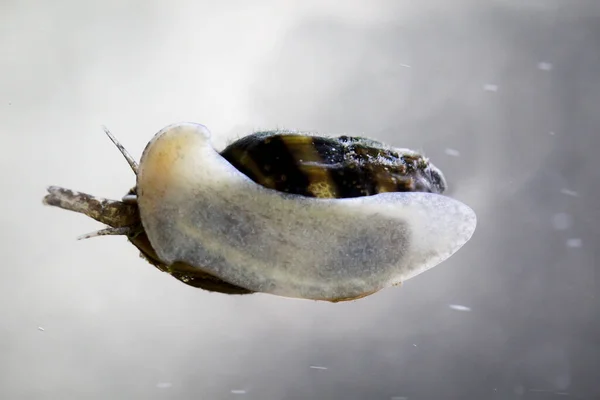 Una Lumaca Predatore Nell Acquario Clea Helena — Foto Stock