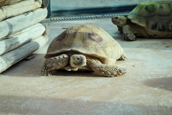 Close Van Een Oude Reuzenschildpad — Stockfoto