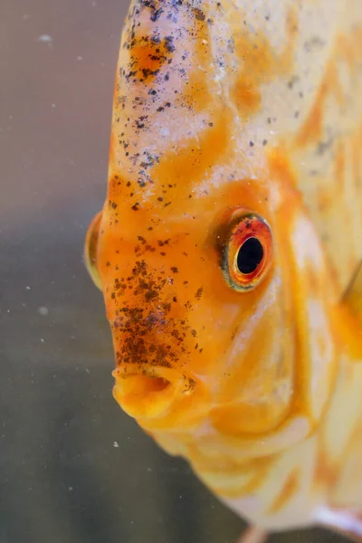Дискові Риби Акваріумі Дискові Риби Цікліди — стокове фото