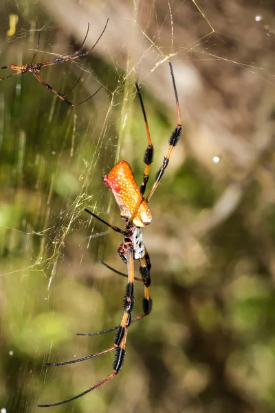 Uma Aranha Web Golden Web Orb Web — Fotografia de Stock