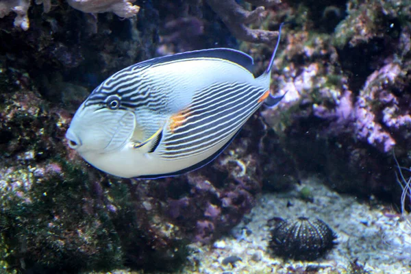 珊瑚礁里的鱼 许多种类的鱼生活在珊瑚礁中 不受掠食动物的侵害 — 图库照片