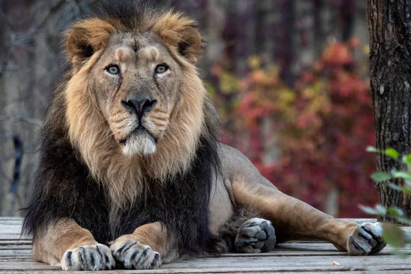 Lev Asijský Panthera Leo Persica Kriticky Ohrožený Druh — Stock fotografie