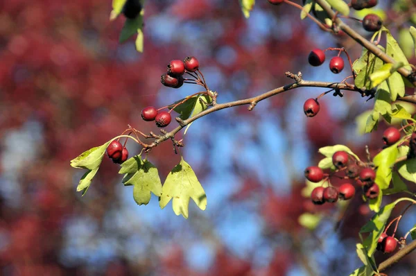 Bacche Rosse Dell Albero Autunno — Foto Stock